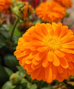 Marigold Fancy Mix Seeds - 500 Count - Orange, Yellow & Red Shades - Calendula Officinalis - Image 16