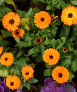 Marigold Fancy Mix Seeds - 500 Count - Orange, Yellow & Red Shades - Calendula Officinalis - Image 18