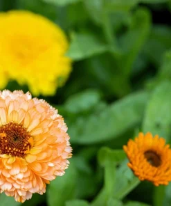 Marigold Fancy Mix Seeds - 500 Count - Orange, Yellow & Red Shades - Calendula Officinalis - Image 19