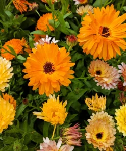 Marigold Fancy Mix Seeds - 500 Count - Orange, Yellow & Red Shades - Calendula Officinalis - Image 2