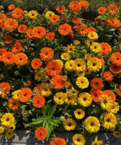Marigold Fancy Mix Seeds - 500 Count - Orange, Yellow & Red Shades - Calendula Officinalis - Image 3
