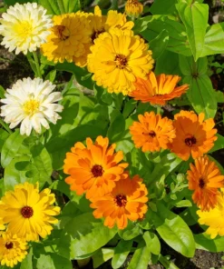 Marigold Fancy Mix Seeds - 500 Count - Orange, Yellow & Red Shades - Calendula Officinalis - Image 4