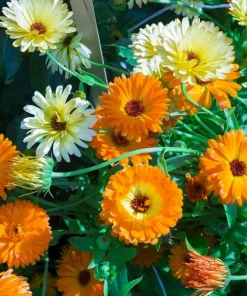 Marigold Fancy Mix Seeds - 500 Count - Orange, Yellow & Red Shades - Calendula Officinalis - Image 5