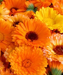 Marigold Fancy Mix Seeds - 500 Count - Orange, Yellow & Red Shades - Calendula Officinalis - Image 8