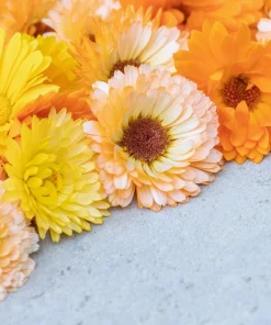 Marigold Fancy Mix Seeds - 500 Count - Orange, Yellow & Red Shades - Calendula Officinalis - Image 9