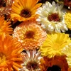 Marigold Fancy Mix Seeds - 500 Count - Orange, Yellow & Red Shades - Calendula Officinalis - Image 1