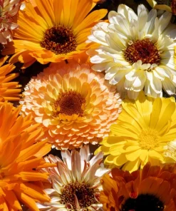 Marigold Fancy Mix Seeds - 500 Count - Orange, Yellow & Red Shades - Calendula Officinalis - Image 1