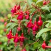 Marinka Fuchsia Live Plant – Red Cascading Flowers – 4-6 inch Tall – 5 Inch Pot – Outdoor - Image 1