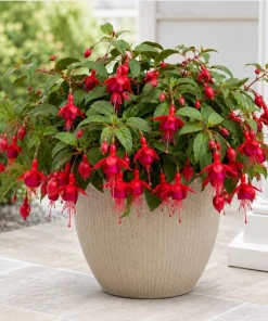Marinka Fuchsia Live Plant – Red Cascading Flowers – 4-6 inch Tall – 5 Inch Pot – Outdoor - Image 3