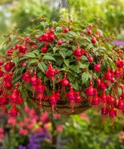 Marinka Fuchsia Live Plant – Red Cascading Flowers – 4-6 inch Tall – 5 Inch Pot – Outdoor - Image 6