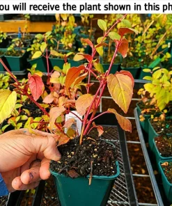 Marinka Fuchsia Live Plant – Red Trailing Flowers – 4-6 inch Tall – 5 Inch Pot – Outdoor - Image 2