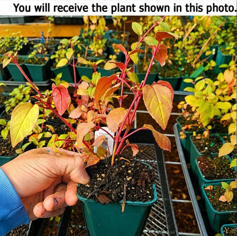 Marinka Fuchsia Live Plant – Red Trailing Flowers – 4-6 inch Tall – 5 Inch Pot – Outdoor - Image 2