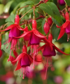 Marinka Fuchsia Live Plant – Red Trailing Flowers – 4-6 inch Tall – 5 Inch Pot – Outdoor - Image 3