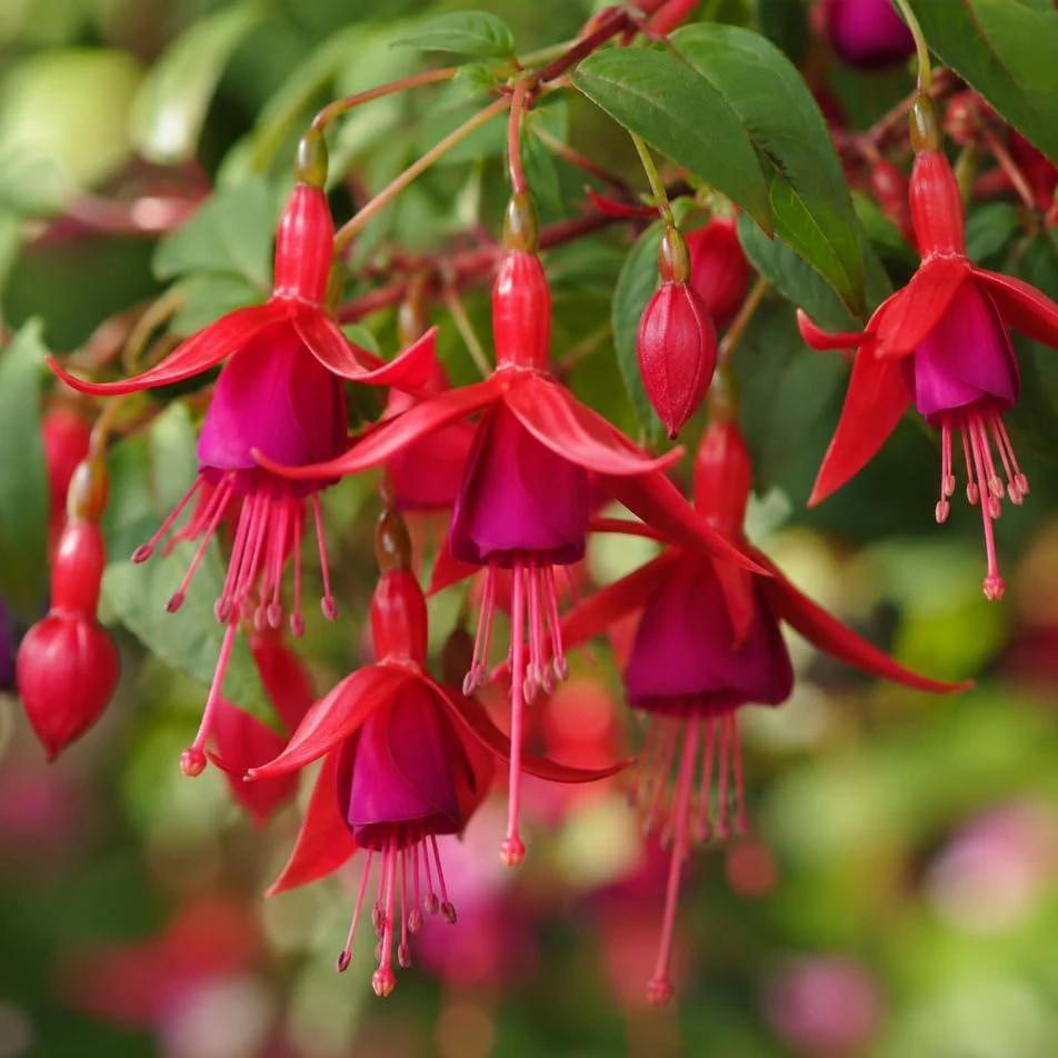 Marinka Fuchsia Live Plant – Red Trailing Flowers – 4-6 inch Tall – 5 Inch Pot – Outdoor - Image 3