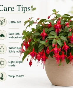 Marinka Fuchsia Live Plant – Red Trailing Flowers – 4-6 inch Tall – 5 Inch Pot – Outdoor - Image 4