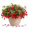 Marinka Fuchsia Live Plant – Red Trailing Flowers – 4-6 inch Tall – 5 Inch Pot – Outdoor - Image 1