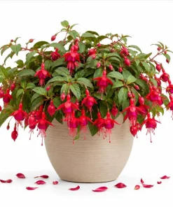 Marinka Fuchsia Live Plant – Red Trailing Flowers – 4-6 inch Tall – 5 Inch Pot – Outdoor - Image 1