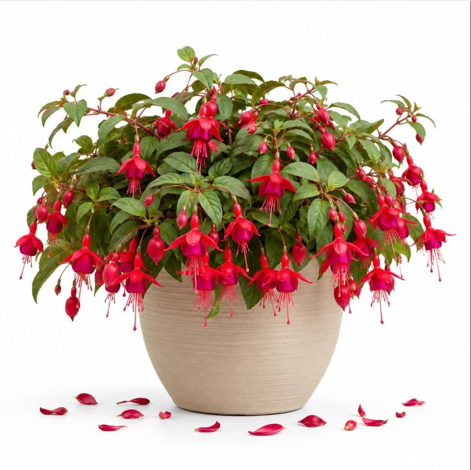 Marinka Fuchsia Live Plant – Red Trailing Flowers – 4-6 inch Tall – 5 Inch Pot – Outdoor - Image 1