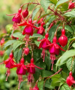 Marinka Fuchsia Live Plant – Red Trailing Flowers – 4-6 inch Tall – 5 Inch Pot – Outdoor - Image 5