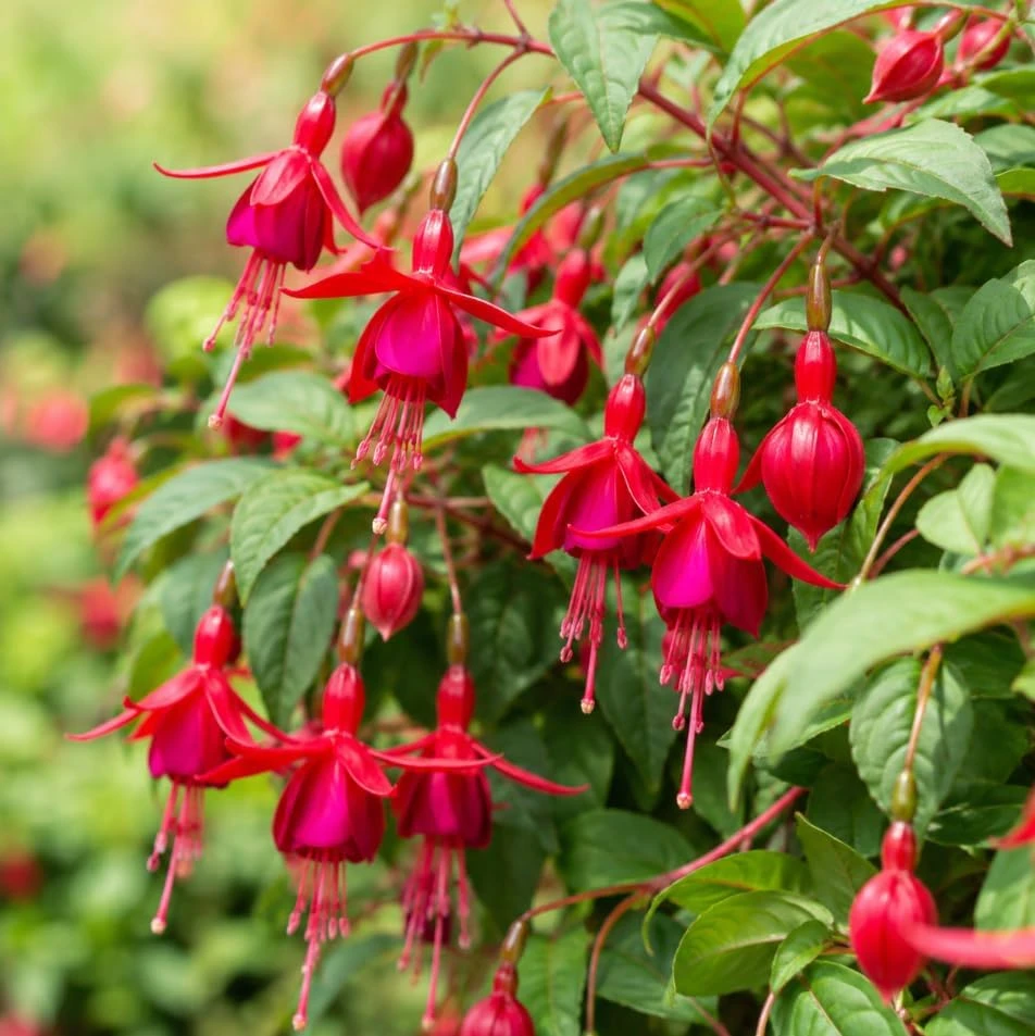 Marinka Fuchsia Live Plant – Red Trailing Flowers – 4-6 inch Tall – 5 Inch Pot – Outdoor - Image 5