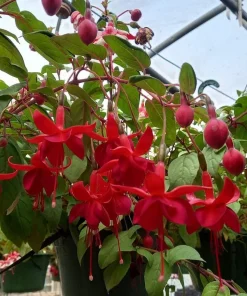 Marinka Fuchsia Live Plant Set – 2x 5" Pots – Red Blooms, Attracts Hummingbirds, Shade Garden Shrub - Image 2