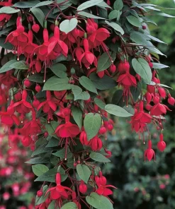 Marinka Fuchsia Live Plant Set – 2x 5