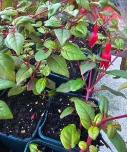 Marinka Fuchsia Live Plant Set – 2x 5