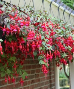 Marinka Fuchsia Live Plant Set – 2x 5