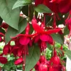 Marinka Fuchsia Live Plant Set – 2x 5" Pots – Red Blooms, Attracts Hummingbirds, Shade Garden Shrub - Image 1