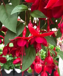 Marinka Fuchsia Live Plant Set – 2x 5