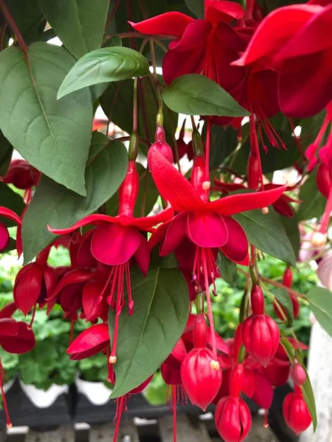 Marinka Fuchsia Live Plant Set – 2x 5" Pots – Red Blooms, Attracts Hummingbirds, Shade Garden Shrub - Image 1