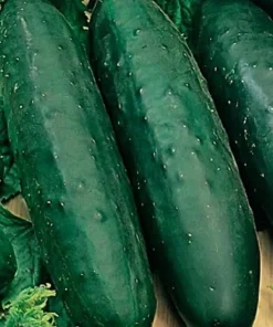 Marketmore 76 Cucumber Seeds - Non-GMO Heirloom Vegetable Seeds for Outdoor Gardens - Image 1