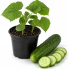 Marketmore Cucumber Live Plant - 4 Inch Pot, Slicing Cucumber Starter for Outdoor Garden & Raised Beds - Image 1