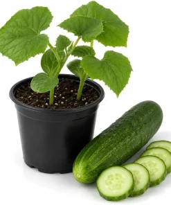 Marketmore Cucumber Live Plant - 4 Inch Pot, Slicing Cucumber Starter for Outdoor Garden & Raised Beds - Image 1