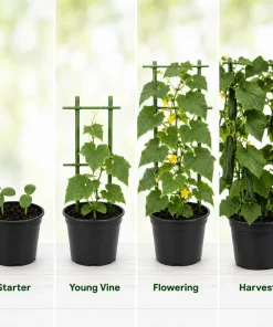 Marketmore Cucumber Live Plant - 4 Inch Pot, Slicing Cucumber Starter for Outdoor Garden & Raised Beds - Image 4