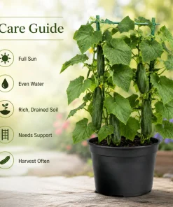 Marketmore Cucumber Live Plant - 4 Inch Pot, Slicing Cucumber Starter for Outdoor Garden & Raised Beds - Image 8