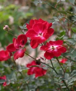 Martha Gonzales Rose Live Plant, Pink Floribunda Garden Rose, 1 Gallon Pot - Image 2