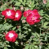 Martha Gonzales Rose Live Plant, Pink Floribunda Garden Rose, 1 Gallon Pot - Image 1