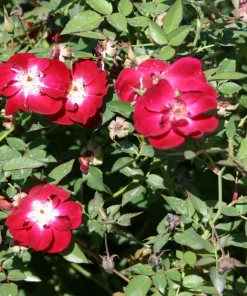 Martha Gonzales Rose Live Plant, Pink Floribunda Garden Rose, 1 Gallon Pot - Image 1