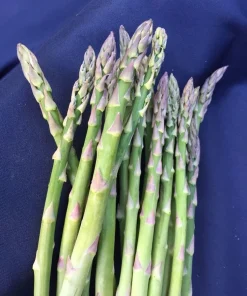 Mary Washington Asparagus Crowns - 20 Two-Year-Old Heirloom Perennial Vegetable - Image 1