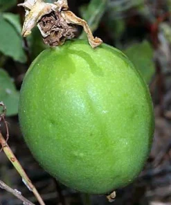 Maypop Passion Flower Live Plant - Passiflora incarnata - 4 inch Pot - Hardy Outdoor Vine - Image 2