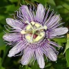 Maypop Passion Flower Live Plant - Passiflora incarnata - 4 inch Pot - Hardy Outdoor Vine - Image 1