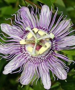 Maypop Passion Flower Live Plant - Passiflora incarnata - 4 inch Pot - Hardy Outdoor Vine - Image 1