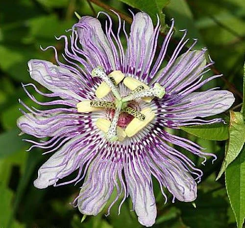 Maypop Passion Flower Live Plant - Passiflora incarnata - 4 inch Pot - Hardy Outdoor Vine - Image 1
