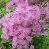 Meadow Rue Seeds - 50 Seeds - Shade Perennial Flower Seeds - Image 1