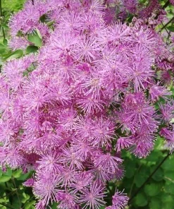 Meadow Rue Seeds - 50 Seeds - Shade Perennial Flower Seeds - Image 1