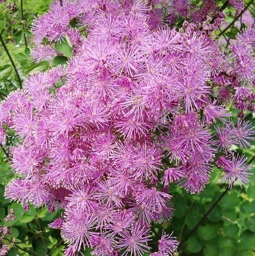 Meadow Rue Seeds - 50 Seeds - Shade Perennial Flower Seeds - Image 1
