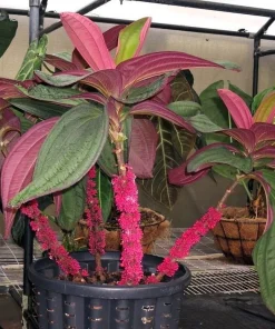 Medinilla Gregori Hambali Live Plant - Exotic Indoor Orchid - 4" Pot - Image 2