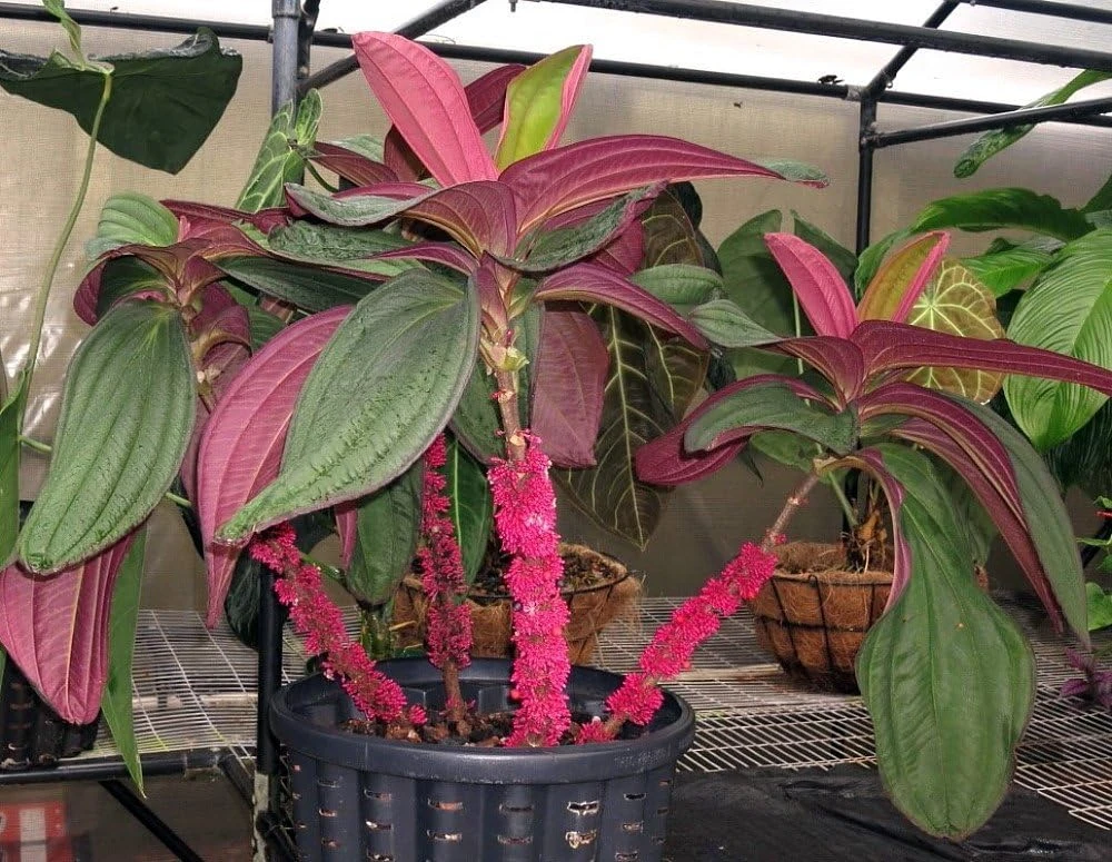 Medinilla Gregori Hambali Live Plant - Exotic Indoor Orchid - 4" Pot - Image 2