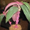 Medinilla Gregori Hambali Live Plant - Exotic Indoor Orchid - 4" Pot - Image 1